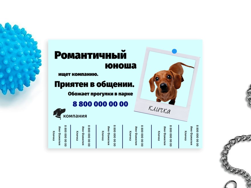 Шаблон листовки или флаера формата A4: животные, кошки, собаки