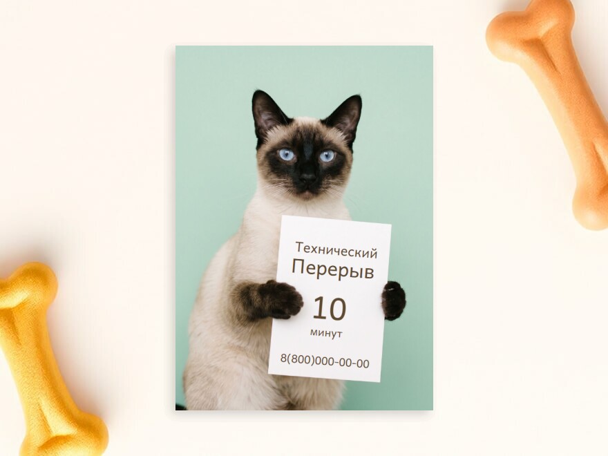 Шаблон листовки или флаера формата A5: животные, кошки, уход за животными